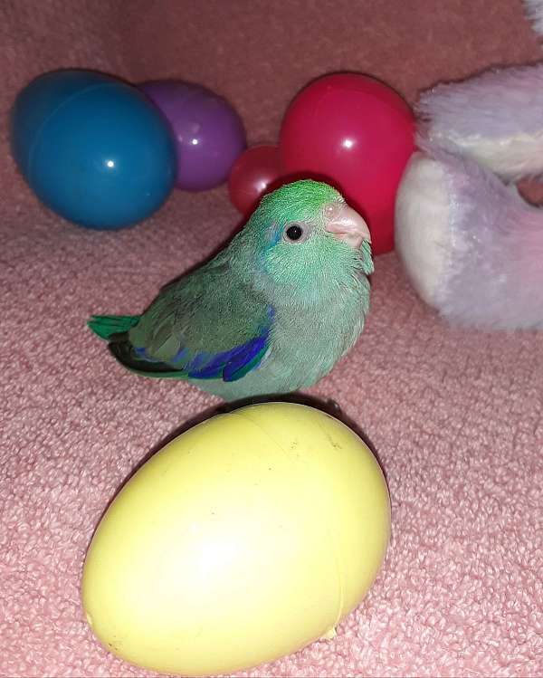 parrotlet-for-sale-in-mifflintown-pa