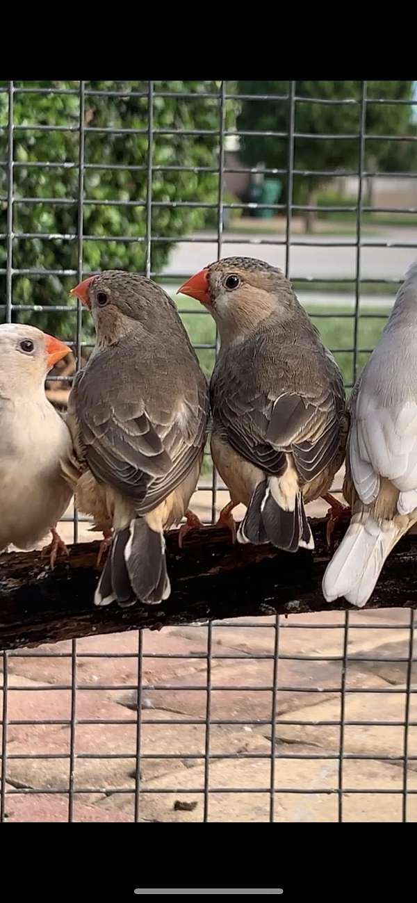 orange-finch-zebra-finch-for-sale