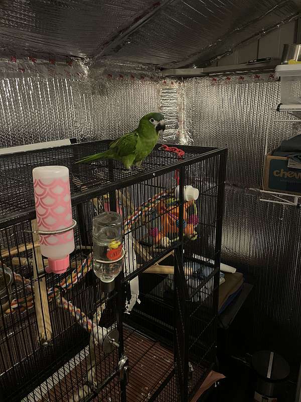 hahns-macaw-for-sale-in-hinesville-ga