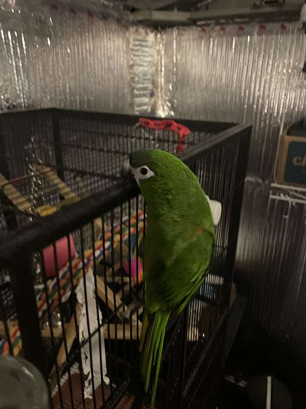 young-bird-for-sale-in-hinesville-ga