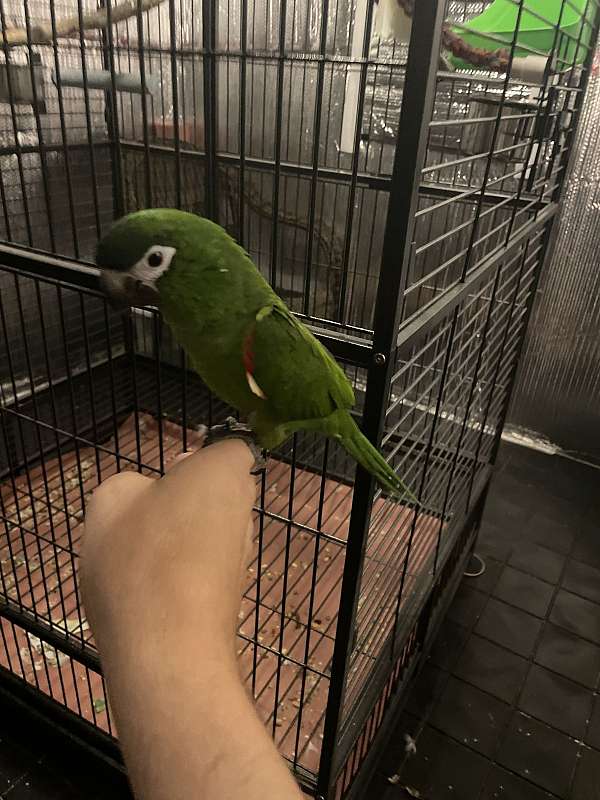 bird-parrot-for-sale-in-hinesville-ga