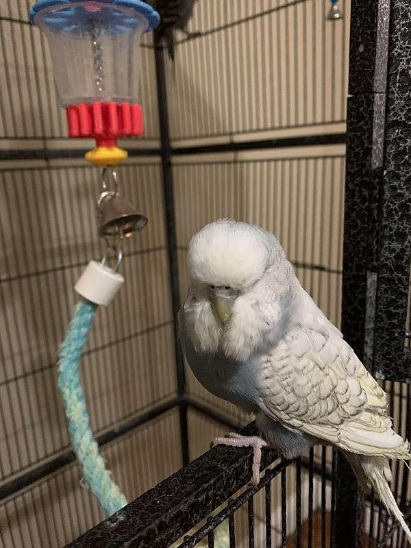 budgerigar-parakeet-for-sale