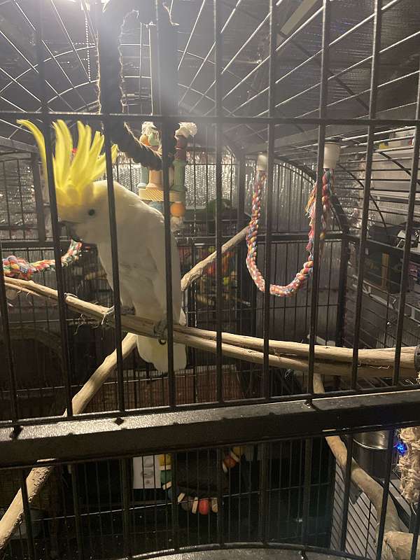 sulpher-crested-cockatoo-for-sale-in-hinesville-ga