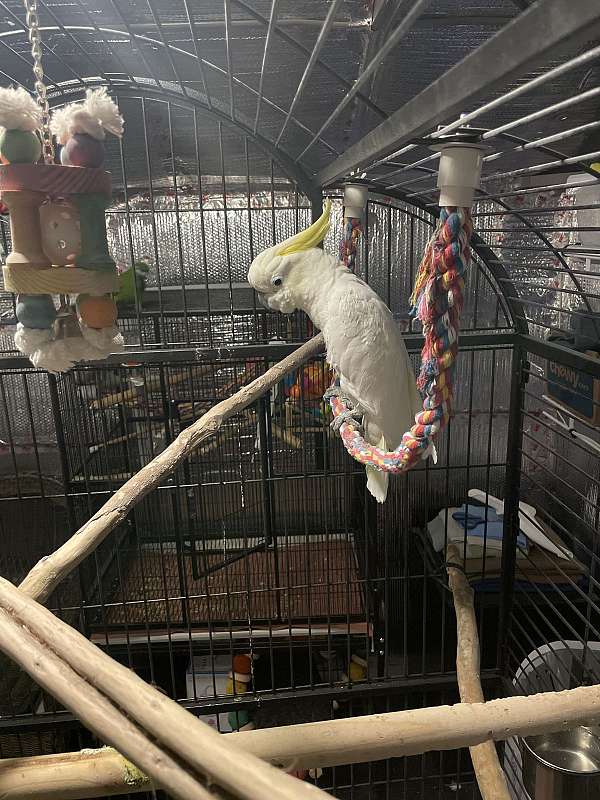 adult-bird-for-sale-in-hinesville-ga