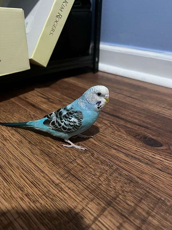 blue-bird-for-sale-in-canton-ga