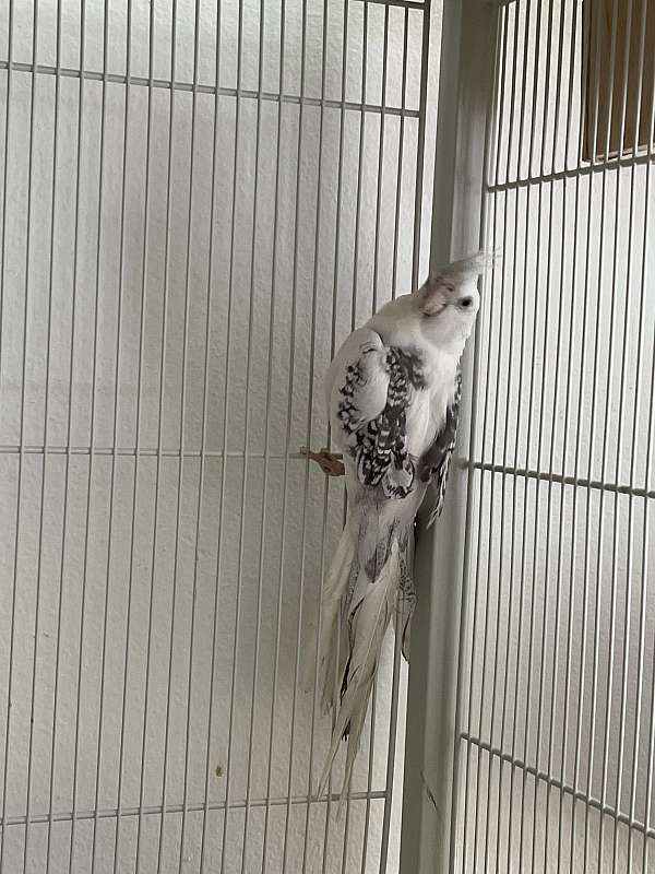 cockatiel-for-sale