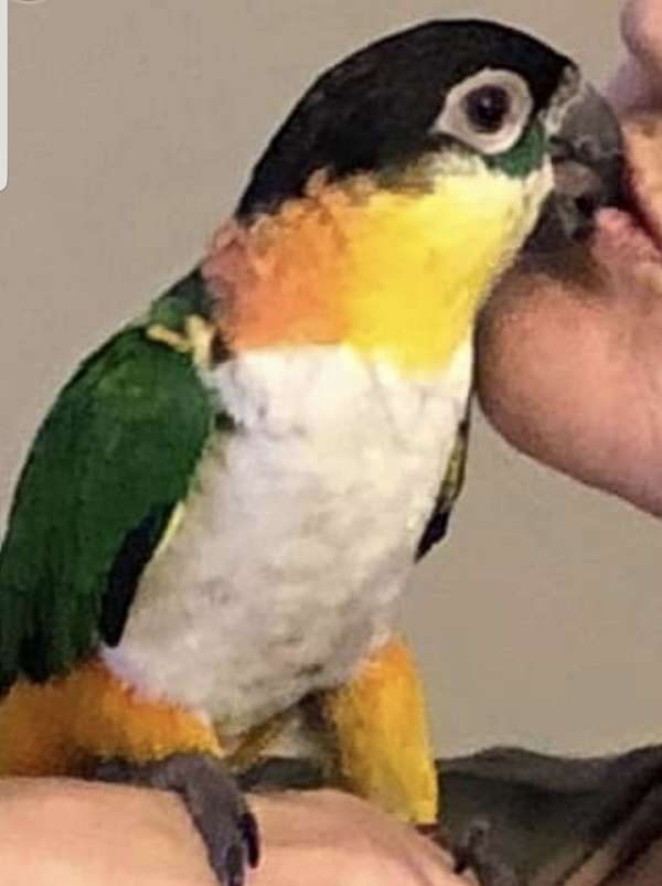 caique-for-sale-in-gilmer-tx