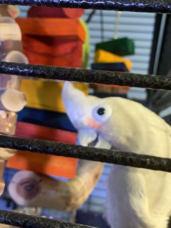 goffin-cockatoo-for-sale