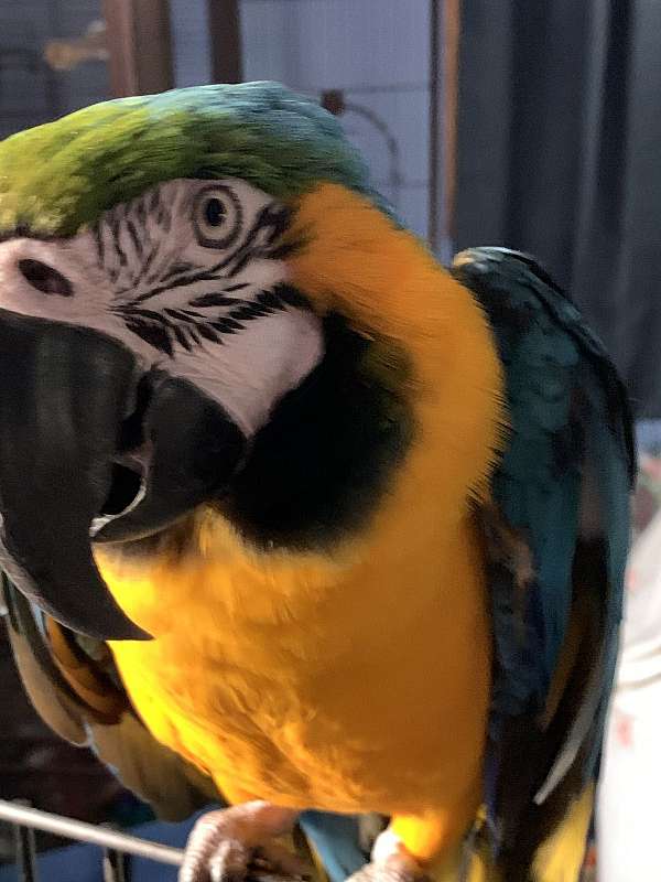 macaw-for-sale
