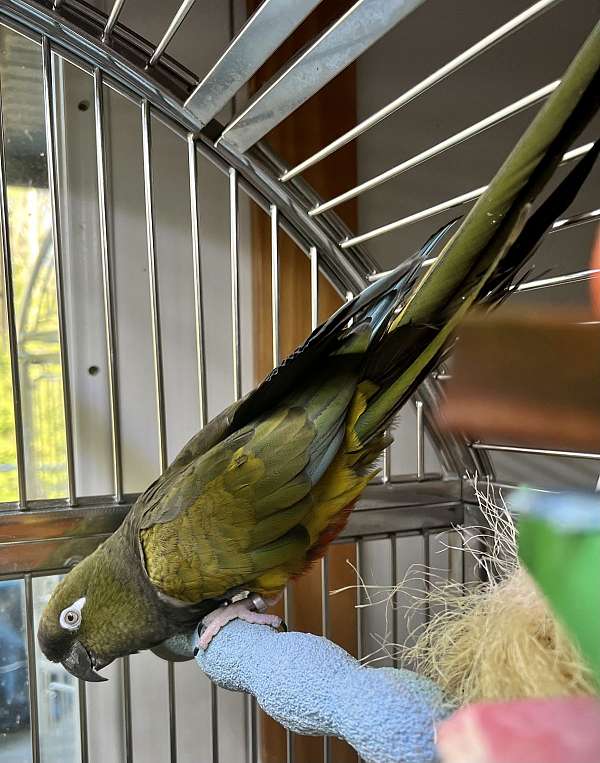 female-patagonian-conure-for-sale
