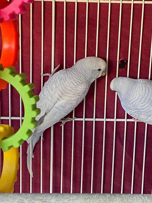 budgerigar-parakeet-for-sale