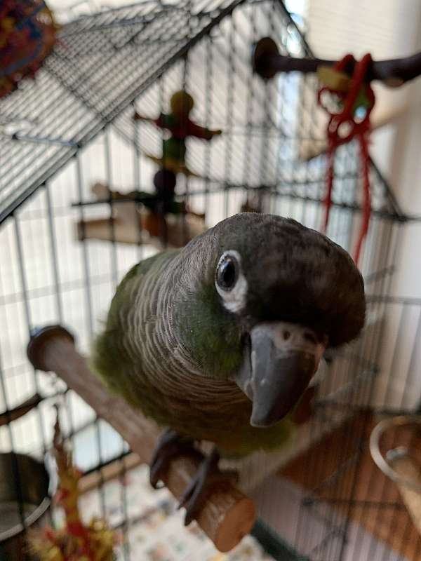 conure-green-cheek-conure-for-sale-in-coon-rapids-ia