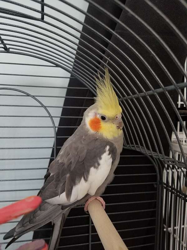 cockatiel-for-sale-in-nesconset-ny