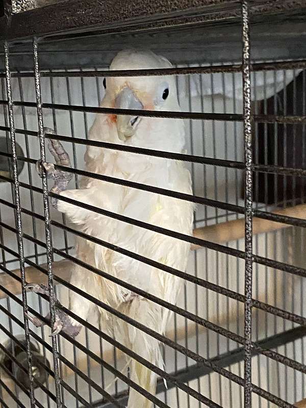 goffin-cockatoo-for-sale-in-marquez-tx