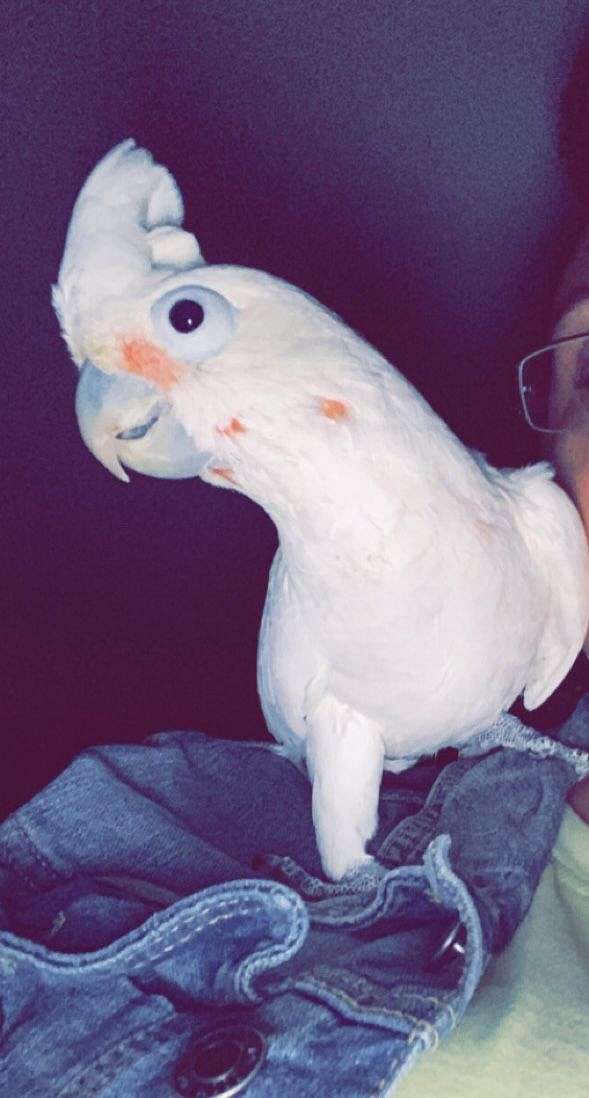 goffin-cockatoo-for-sale-in-charleston-wv