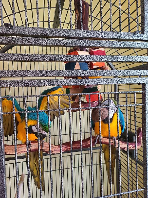 blue-gold-macaw-for-sale-in-gray-la