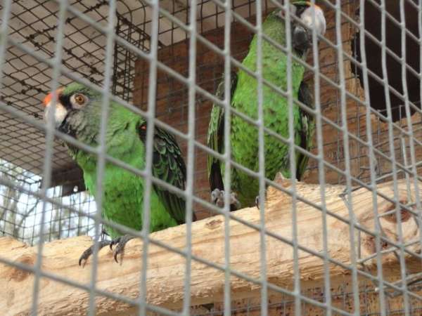green-peach-jardines-poicephalus-parrots-for-sale