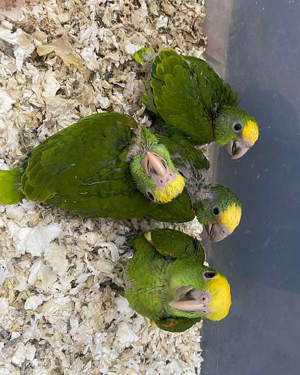 amazon-parrot-for-sale-in-paramount-ca