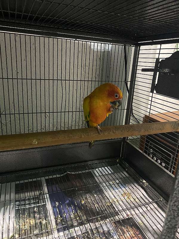 conure-for-sale-in-centereach-ny