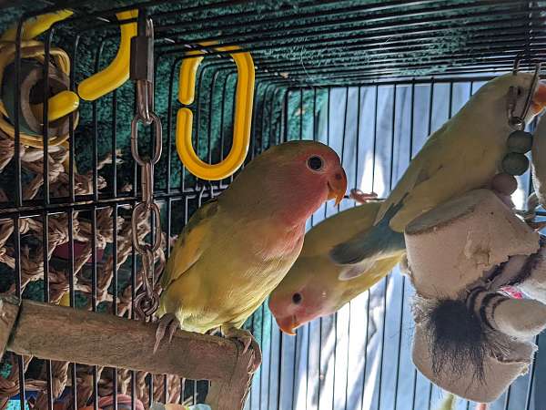 tame-bird-for-sale-in-grafton-oh