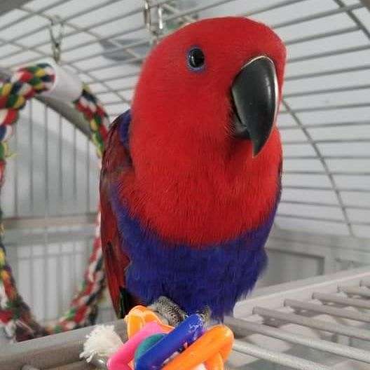 eclectus-parrots-for-sale-in-van-buren-twp-mi