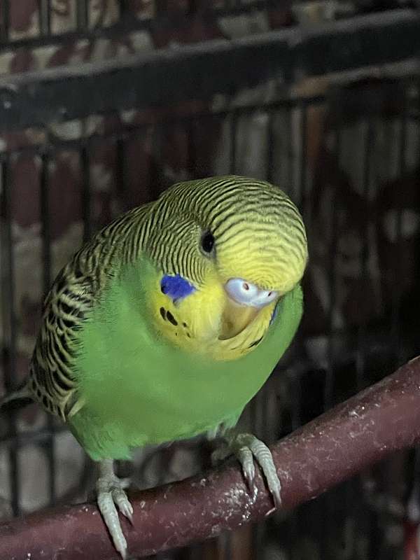 budgerigar-parakeet-for-sale