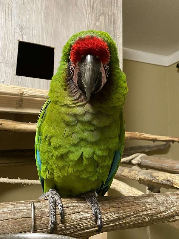 macaw-military-macaw-for-sale-in-berea-ky