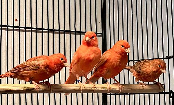 rare-singing-bird-for-sale-in-mishawaka-in