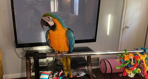 blue-gold-macaw-for-sale-in-trenton-mi