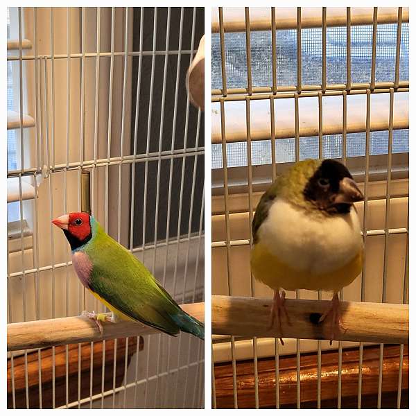 lady-gouldian-finch-for-sale-in-manteca-ca