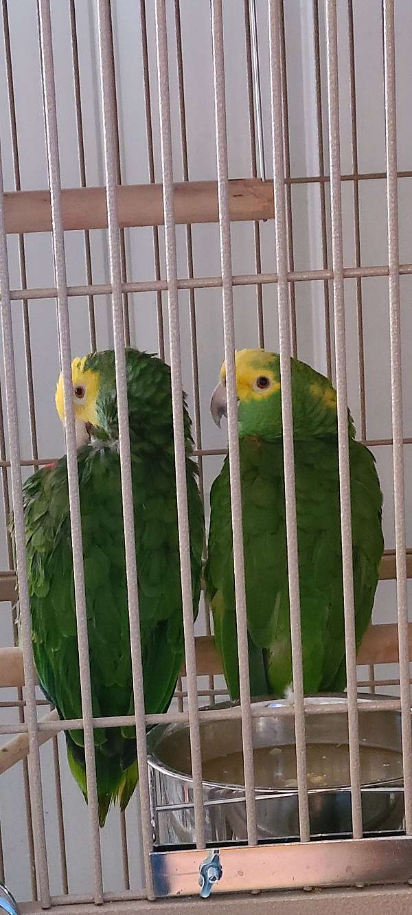 double-yellow-head-amazon-parrot-for-sale-in-westwego-la