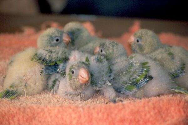 quaker-parrots-for-sale-in-dallas-tx