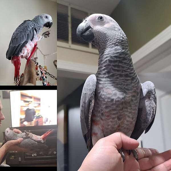 african-grey-parrot-parrot-for-sale-in-chicago-il