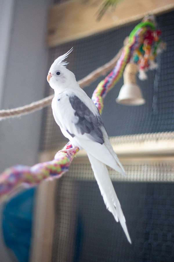 pied-white-bird-for-sale-in-la-plata-md