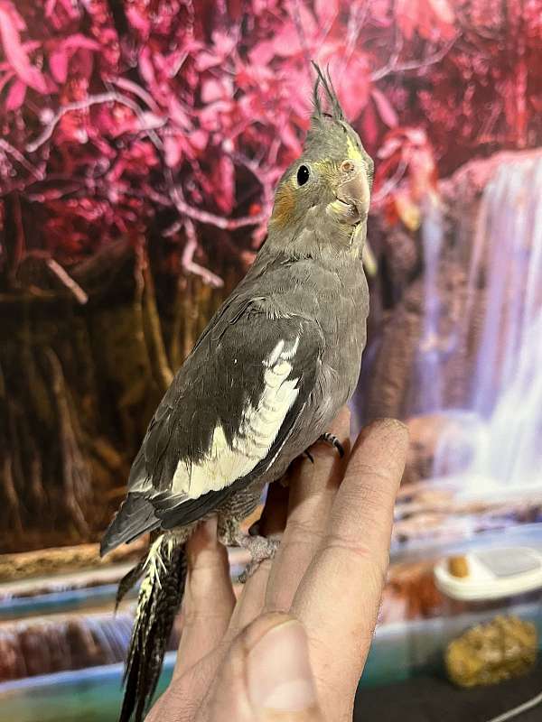 cockatiel-for-sale