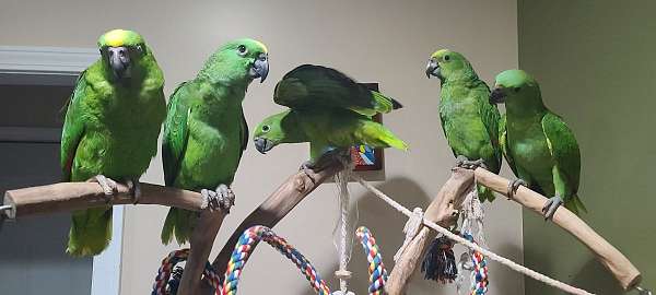 yellow-naped-amazon-parrot-for-sale-in-chicago-il