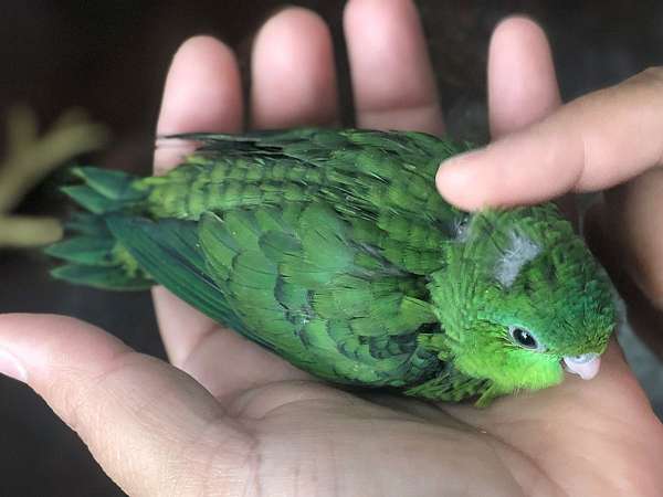 lineolated-parakeet-for-sale-in-pennsylvania