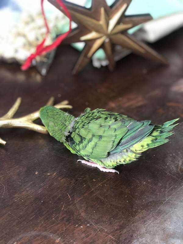 parakeet-lineolated-parakeet-for-sale-in-pennsylvania