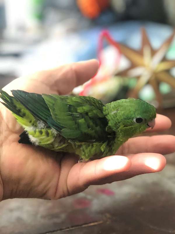 mixed-bird-for-sale