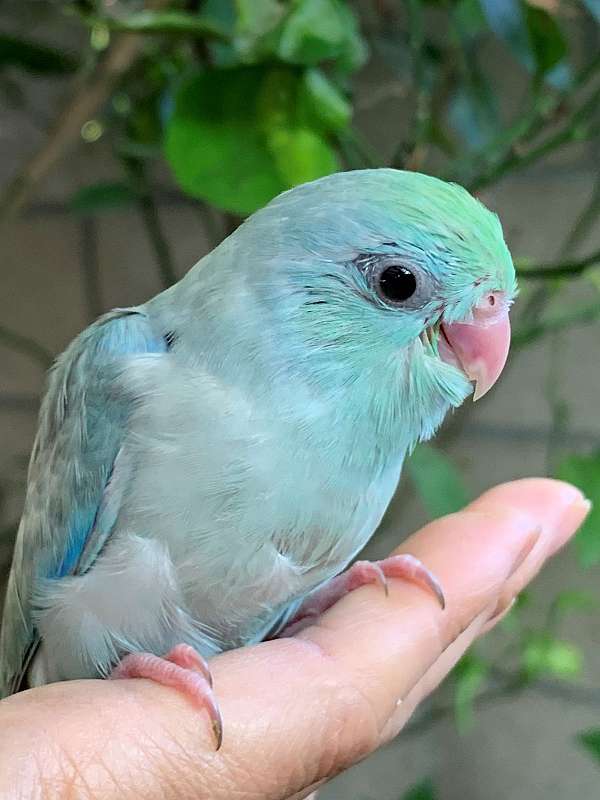 cute-bird-for-sale-in-garden-grove-ca