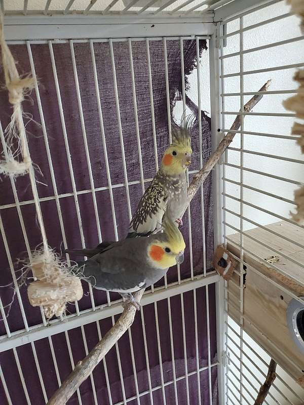 tame-bird-for-sale-in-bothell-wa