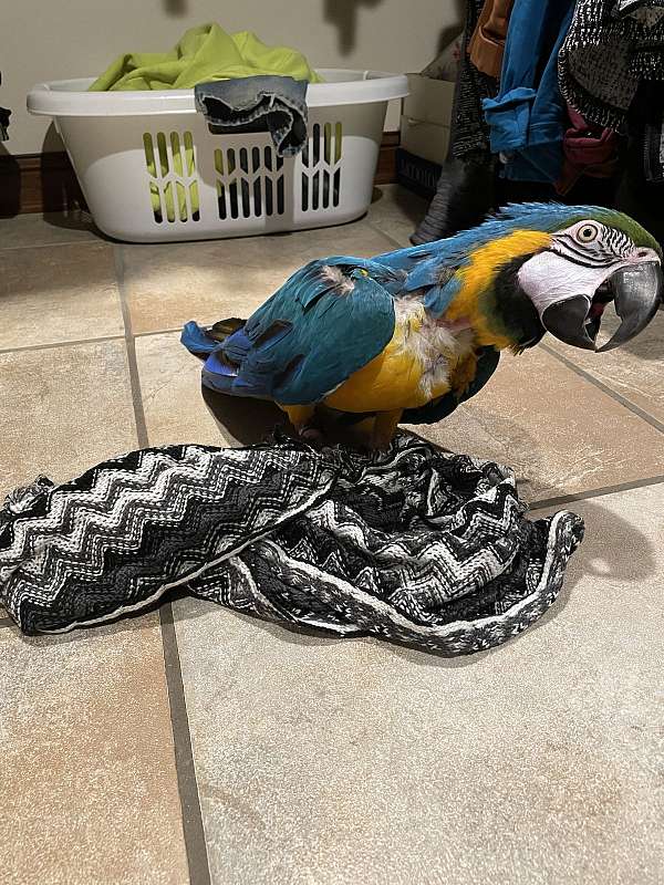 blue-gold-macaw-for-sale-in-watertown-wi