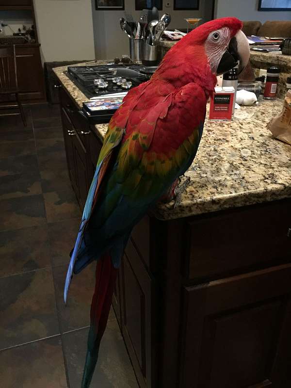 hybrid-macaw-for-sale-in-watertown-wi