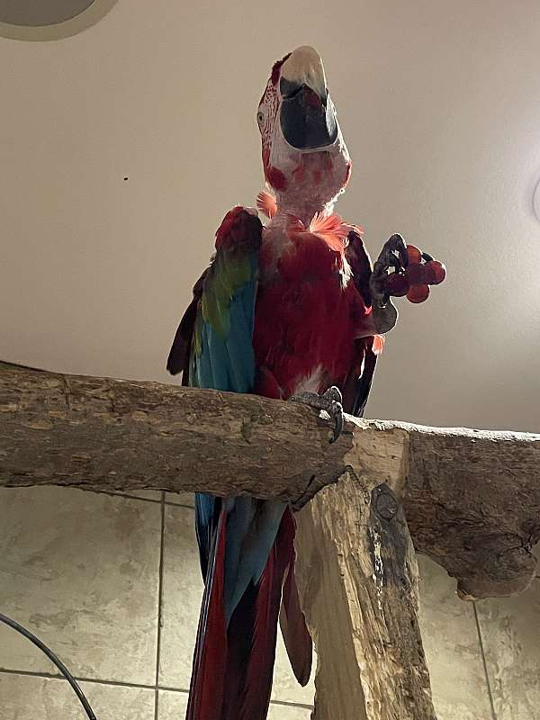 green-wing-macaw-for-sale-in-watertown-wi