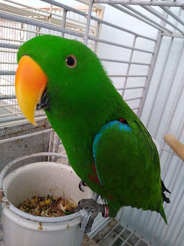 grand-eclectus-parrots-for-sale-in-san-diego-ca