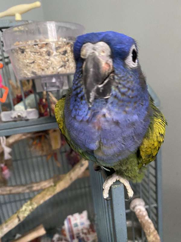 blue-green-bird-for-sale-in-boise-id