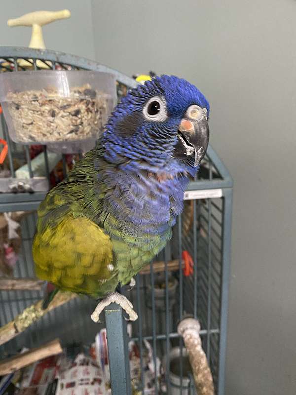 blue-headed-pionus-parrots-for-sale-in-boise-id