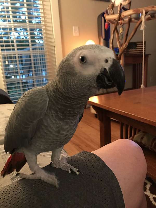 grey-congo-african-grey-parrot-for-sale