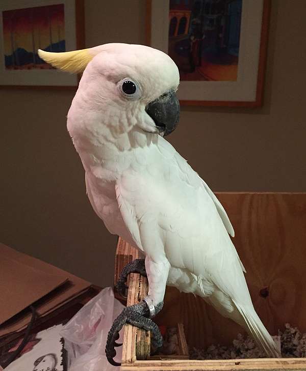 tumbler-sulpher-crested-cockatoo-for-sale