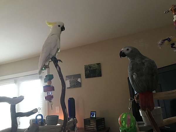 umbrella-cockatoo-for-sale